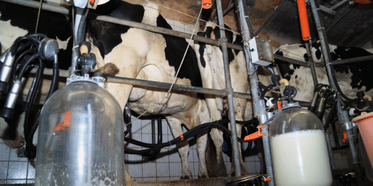 A Surge In Milk Production In India