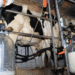 A Surge In Milk Production In India