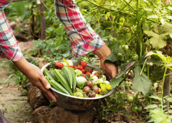 Organic Farming In India.