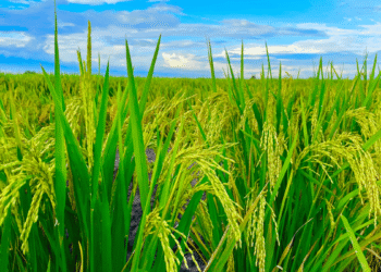 Top Agriculture Countries