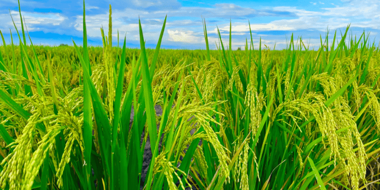 Top Agriculture Countries