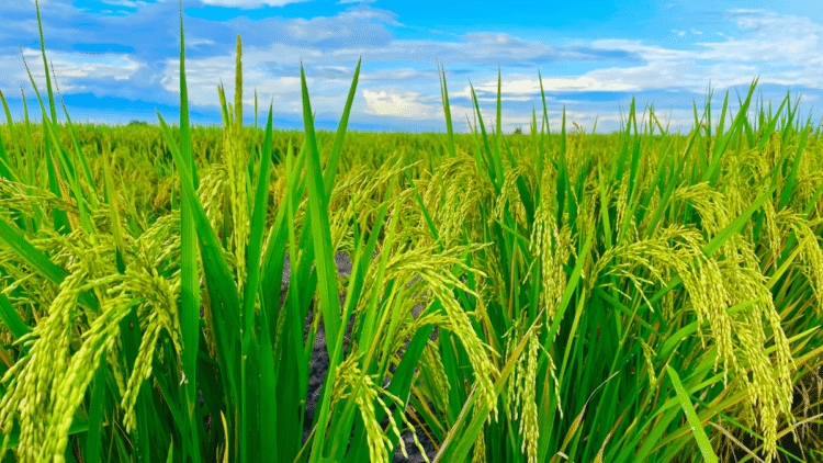 Top Agriculture Countries