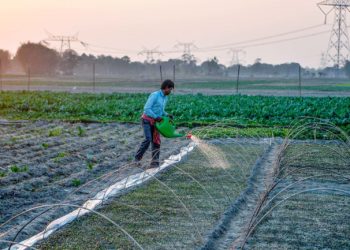 A farmer pours water on the sproutings of broccolis in a field at Phansidewa village on the outskirts of Siliguri on February 8, 2020. (Photo by DIPTENDU DUTTA / AFP) (Photo by DIPTENDU DUTTA/AFP via Getty Images)