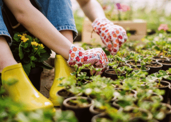 How Horticulture is turning the tables In Agriculture
