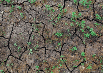 Impact Of Soil Erosion On Agriculture
