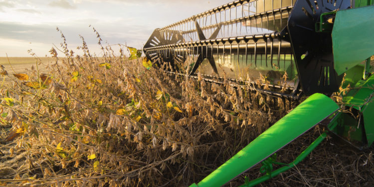 Soybean Production In India