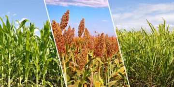 Crop Diversification Is A Sure Requirement In India