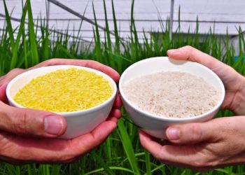 Philippines Assents To The Production Of Genetically Modified "Golden Rice"