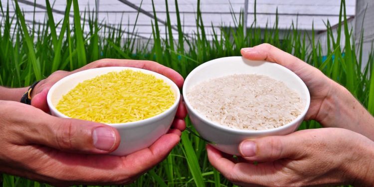 Philippines Assents To The Production Of Genetically Modified "Golden Rice"