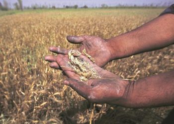 MSP Declared For Kharif And Rabi Crops.