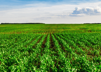 MSP Declared For Kharif And Rabi Crops