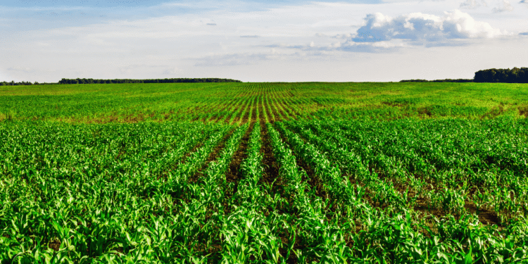 MSP Declared For Kharif And Rabi Crops