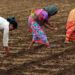 Women Suffers More In The Agro- Setback