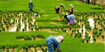 Role Of Telecommunication In Agriculture Production.