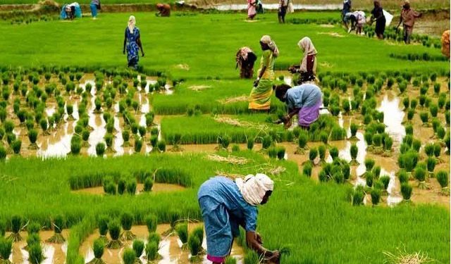 Role Of Telecommunication In Agriculture Production.