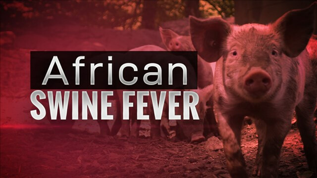 African Swine Fever Shaking The Agro World