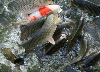 All About Fish Farming In India