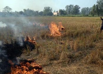 This New Amazing Technique Can Replace The Slash-And-Burn Method And Transform Agriculture For The Better