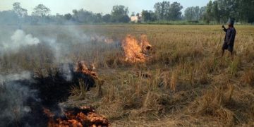 This New Amazing Technique Can Replace The Slash-And-Burn Method And Transform Agriculture For The Better