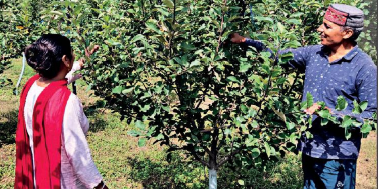 Organic farming attracts Himachal fruit growers