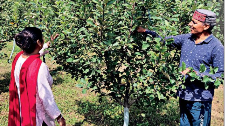 Organic farming attracts Himachal fruit growers