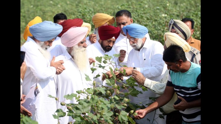 Pink bollworm attack in Punjab: Agriculture minister sets 72-hour deadline for reports