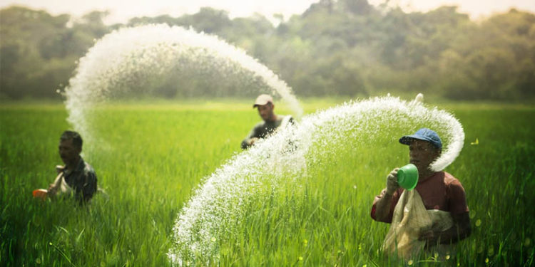 Vanishing DAP From The Markets Increases The Plight Of The Farmers