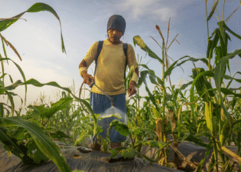 Vanishing DAP From The Markets Increases The Plight Of The Farmers