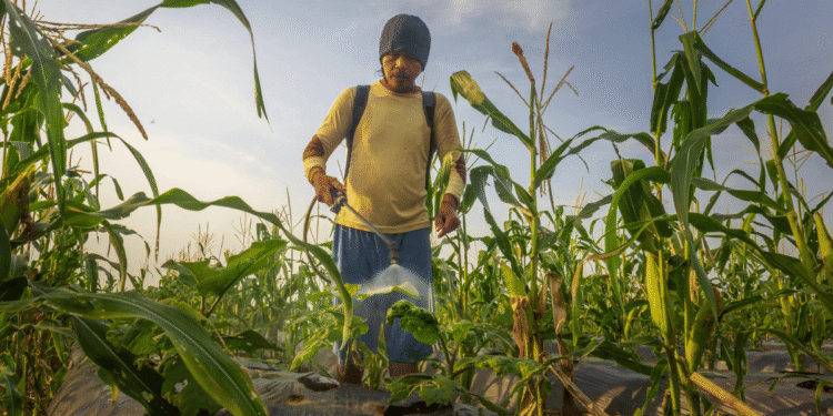 Vanishing DAP From The Markets Increases The Plight Of The Farmers