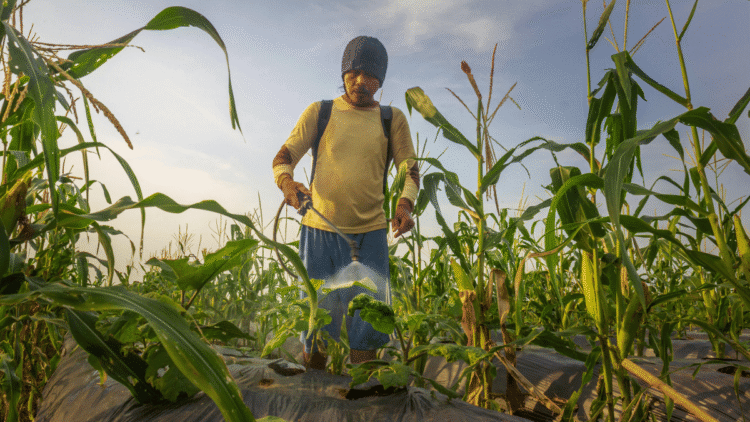 Vanishing DAP From The Markets Increases The Plight Of The Farmers