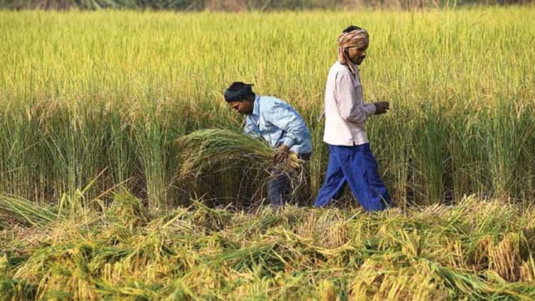 Global Agricultural Productivity Not Growing As Fast As Food Demand: Report