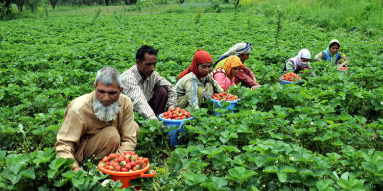 Govt Opens Up Agriculture, Horticulture, Allied Sector To All Communities In J&K