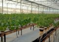 IIT Grads Grows Chemical Free Crops By Using Hydroponics