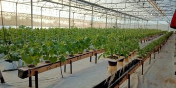 IIT Grads Grows Chemical Free Crops By Using Hydroponics