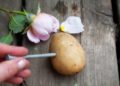 How To Plant Roses Using Potatoes.