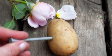 How To Plant Roses Using Potatoes.