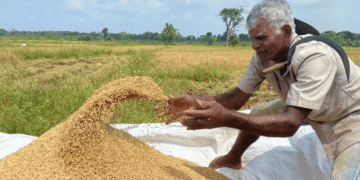 Sri Lanka Lifted The Prohibition On Farm Imports As Natural Drive Fails.