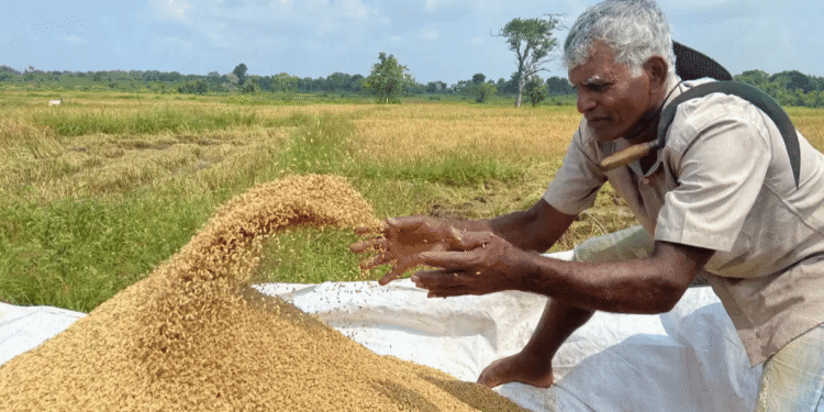 Sri Lanka Lifted The Prohibition On Farm Imports As Natural Drive Fails.