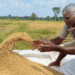 Sri Lanka Lifted The Prohibition On Farm Imports As Natural Drive Fails.
