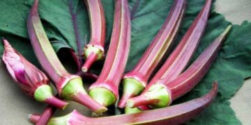Red Ladyfinger Is The New Superfood