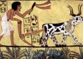 History and evolutions of agriculture through ages.  