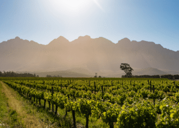 2020-21 Summer Crops estimated at 144.52 MT, would boost FY21