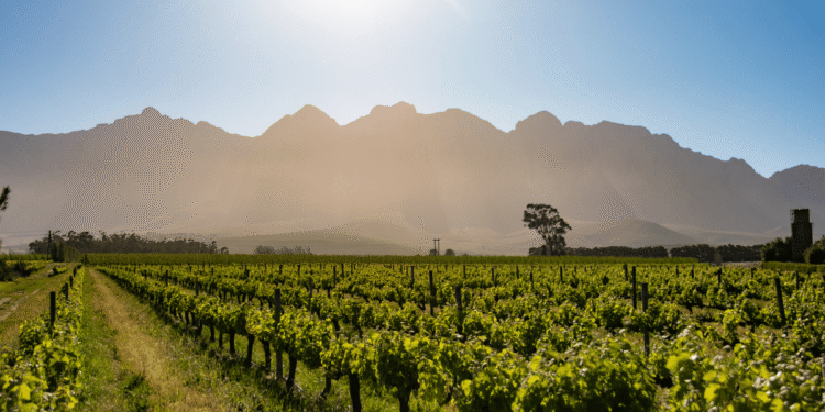 2020-21 Summer Crops estimated at 144.52 MT, would boost FY21