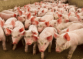 Assam to cull 12000 pigs due to widespread African Swine Fever
