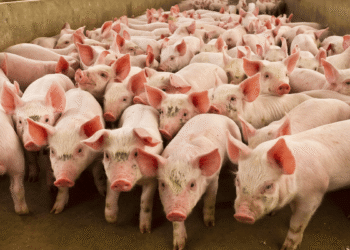 Assam to cull 12000 pigs due to widespread African Swine Fever