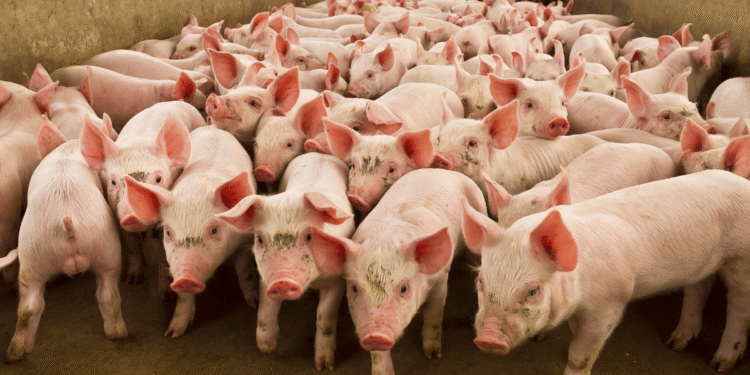 Assam to cull 12000 pigs due to widespread African Swine Fever