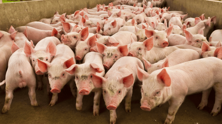 Assam to cull 12000 pigs due to widespread African Swine Fever