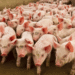 Assam to cull 12000 pigs due to widespread African Swine Fever