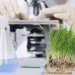How biotechnology affects agricultural practices