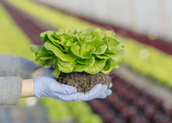 Organic Farming: How It Helps To Conserve The Environment